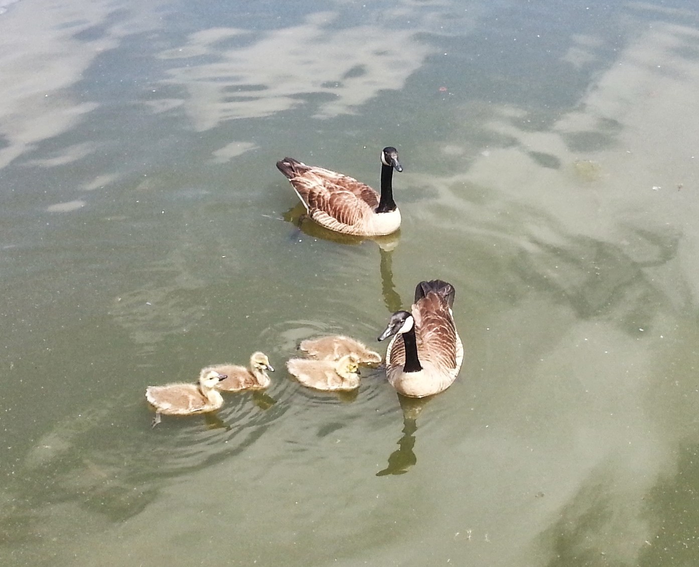 Image of Branta canadensis